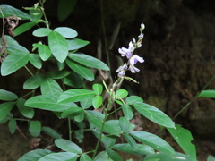Grona heterocarpos angustifolia