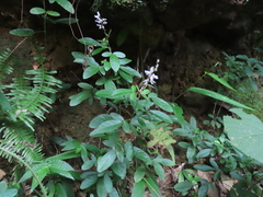 Grona heterocarpos angustifolia