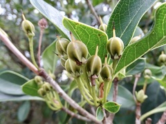 Enkianthus quinqueflorus