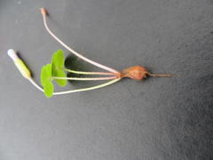 Oxalis eckloniana