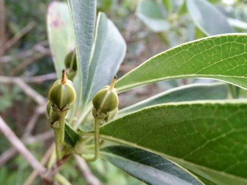 Enkianthus quinqueflorus, photograph 1