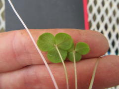 Oxalis eckloniana