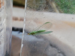 Pseudomallada flavifrons