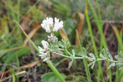 Dorycnium