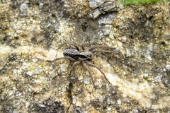 Alopecosa striatipes