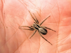 Alopecosa striatipes