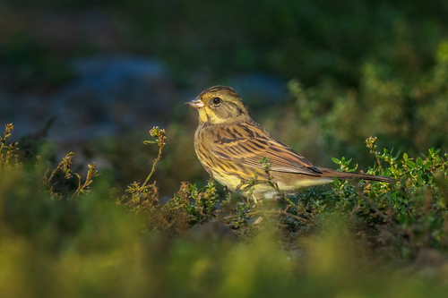 Escribano enmascarado (Emberiza spodocephala)