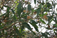 Acacia montana