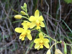 Spathoglottis pubescens