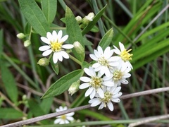 Aster baccharoides