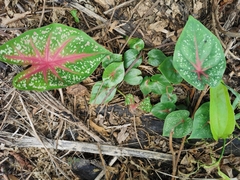 Caladium bicolor