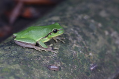 Hyla annectans