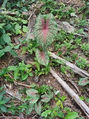 Caladium bicolor
