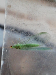 Pseudomallada flavifrons