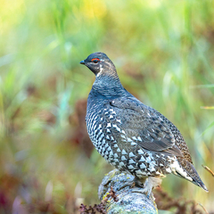 Siberian Grouse photo 4