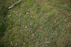 Trifolium subterraneum