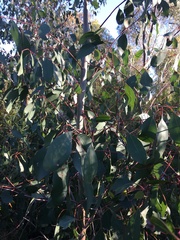 Eucalyptus pauciflora