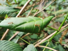 Oecophylla smaragdina
