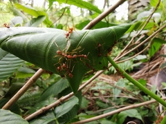 Oecophylla smaragdina