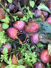 Vanessa atalanta atalanta