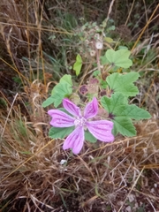Malva sylvestris
