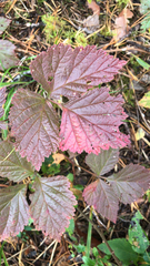 Rubus arcticus
