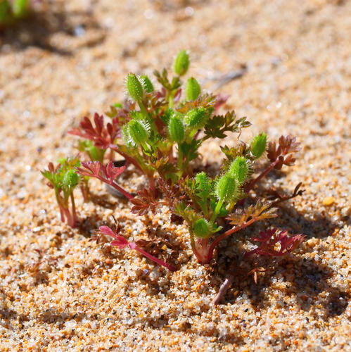 Daucus glochidiatus iNat (1)