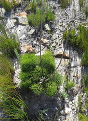 Nanobubon capillaceum