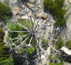 Nanobubon capillaceum