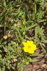 Hibbertia glaberrima