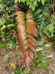 Stenochlaena palustris