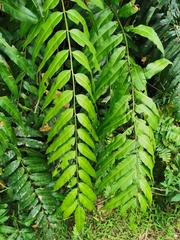 Stenochlaena palustris