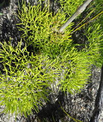 Nanobubon capillaceum