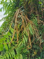 Stenochlaena palustris