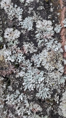 Physcia adscendens