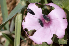 Acmaeodera cylindrica