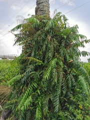 Stenochlaena palustris