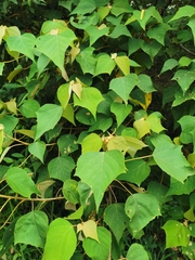 Mallotus paniculatus