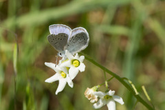 Icaricia icarioides missionensis