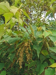 Mallotus paniculatus