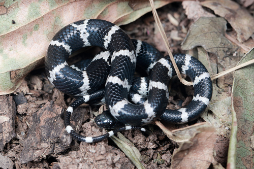 Photo of a Boehme's Wolf Snake (Lycodon synaptor)