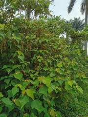 Mallotus paniculatus