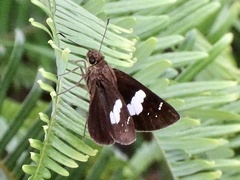 Notocrypta
