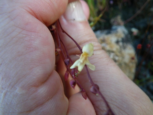 Image of Utricularia chrysantha by (c) coenobita, some rights reserved (CC BY)