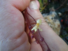 Utricularia chrysantha