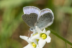 Icaricia icarioides missionensis