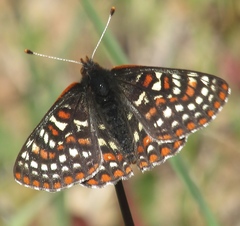 Euphydryas editha bayensis