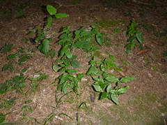 Lysimachia vulgaris