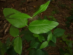 Lysimachia vulgaris