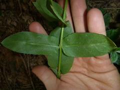 Lysimachia vulgaris